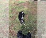 Small #4 Aussiedoodle