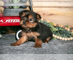 Small #1 Yorkshire Terrier