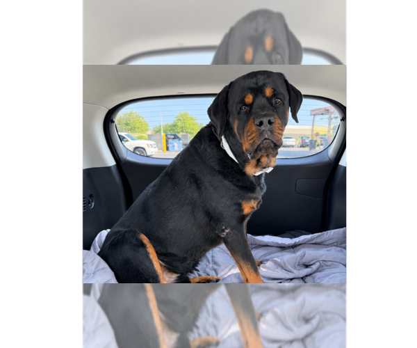 Medium Photo #1 Rottweiler Puppy For Sale in Gilbert, AZ, USA