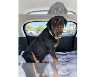 Rottweiler Dogs for adoption in Gilbert, AZ, USA