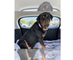 Gino - Male Rottweiler Dog for Adoption - Small photo