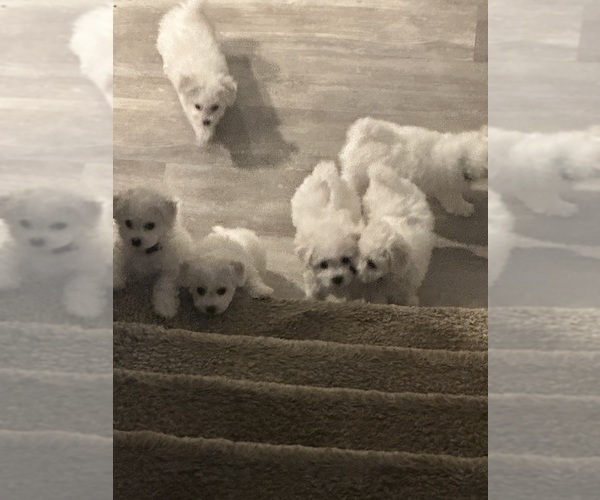 Medium Photo #14 Bichon Frise Puppy For Sale in PELZER, SC, USA