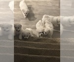 Small #13 Bichon Frise