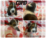 Puppy Cupid Basset Hound