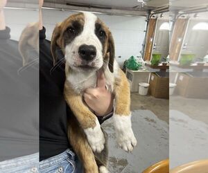 Anatolian Shepherd-Catahoula Leopard Dog Mix Dogs for adoption in Calgary, Alberta, Canada