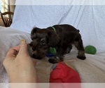 Small #3 Schnauzer (Miniature)