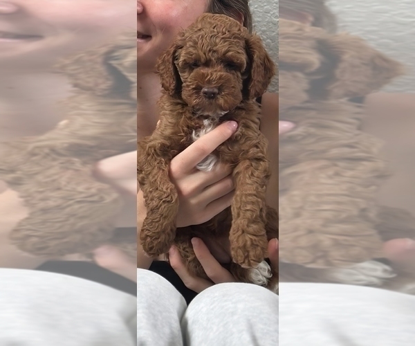 Medium Photo #2 Cock-A-Poo Puppy For Sale in FOLSOM, CA, USA