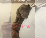 Puppy Pink Labrador Retriever