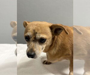 Chihuahua-Unknown Mix Dogs for adoption in Las Vegas, NV, USA