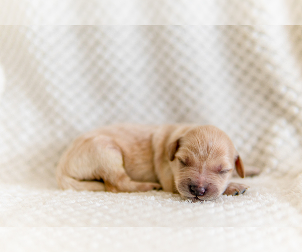 Medium Photo #8 Goldendoodle Puppy For Sale in FREDERICA, DE, USA