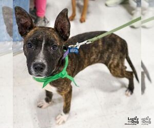 Mutt Dogs for adoption in Washington, DC, USA