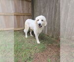 Small #1 Great Pyrenees Mix