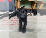 Small Photo #15 German Shepherd Dog Puppy For Sale in OLYMPIA, WA, USA