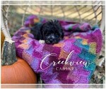 Small Photo #8 Schnoodle (Miniature) Puppy For Sale in NIANGUA, MO, USA