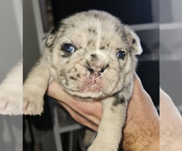Medium Photo #11 French Bulldog Puppy For Sale in FENTON, MO, USA