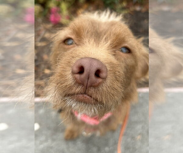Medium Photo #3 Mutt Puppy For Sale in Santa Clara, CA, USA