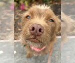 Small #2 Mutt