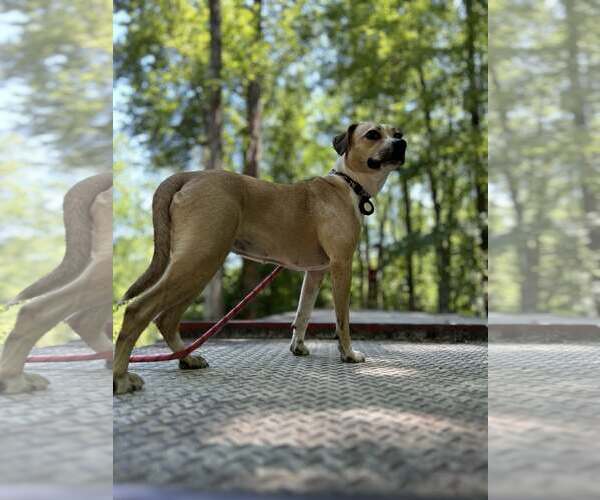 Medium Photo #6 Beagle-Unknown Mix Puppy For Sale in Greenville, SC, USA