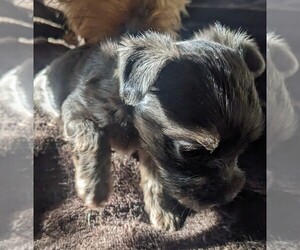 Yorkshire Terrier Puppy for sale in SEATTLE, WA, USA