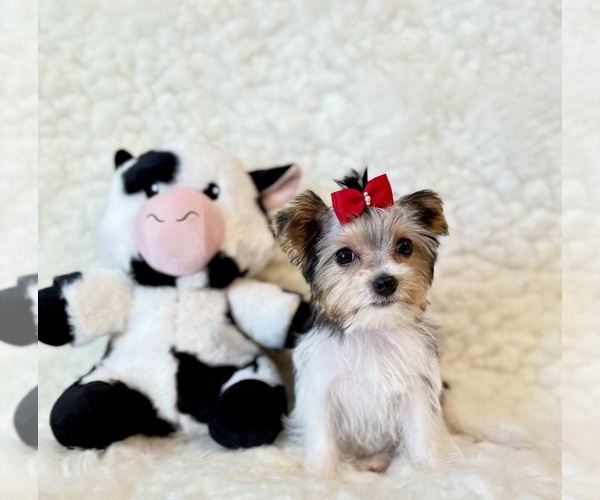 Medium Photo #2 Yorkshire Terrier Puppy For Sale in REDLANDS, CA, USA