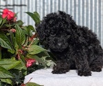 Small Photo #35 Poodle (Toy) Puppy For Sale in GOSHEN, IN, USA