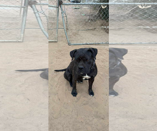 Medium Photo #1 Boxer-Unknown Mix Puppy For Sale in San Diego, CA, USA