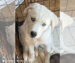 Puppy Pearl Golden Shepherd-Siberian Husky Mix