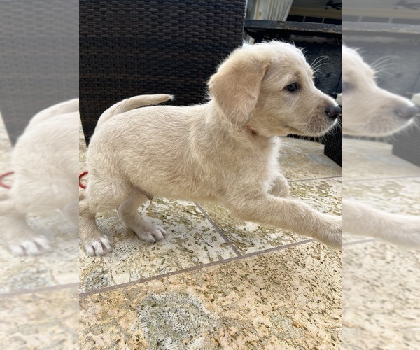 Medium Photo #6 Labradoodle Puppy For Sale in FORT LAUDERDALE, FL, USA