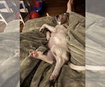 Small #11 Labrador Retriever