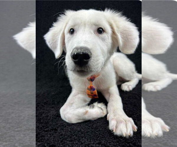 Medium Photo #3 Great Pyrenees-Unknown Mix Puppy For Sale in Grafton, WI, USA
