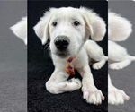 Small #2 Great Pyrenees Mix