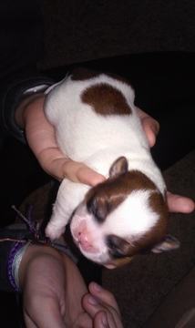 Medium Photo #1 Zuchon Puppy For Sale in ZIMMERMAN, MN, USA