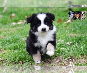 Medium Australian Shepherd