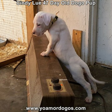 Medium Photo #65 Dogo Argentino Puppy For Sale in PINEVILLE, MO, USA