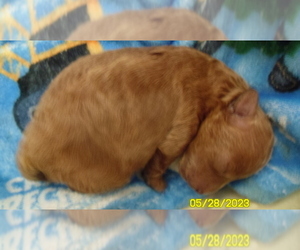 Poodle (Toy) Puppy for sale in DULUTH, GA, USA
