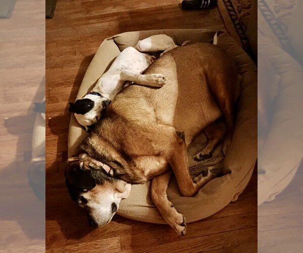 Medium Photo #6 Mutt Puppy For Sale in Mount Laurel, NJ, USA