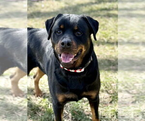 Rottweiler Dogs for adoption in Mooresville, NC, USA
