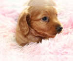 Small Photo #3 Dachshund Puppy For Sale in RIALTO, CA, USA
