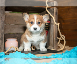 Medium Pembroke Welsh Corgi