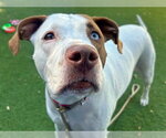 Small #1 Catahoula Leopard Dog