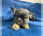 Small Photo #13 French Bulldog Puppy For Sale in SAN MARINO, CA, USA