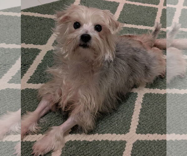 Medium Photo #4 Maltese-Unknown Mix Puppy For Sale in Greensboro, NC, USA