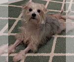 Small #3 Maltese Mix