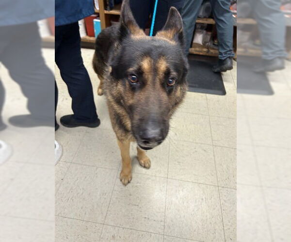 Medium Photo #1 German Shepherd Dog Puppy For Sale in Stockton, CA, USA