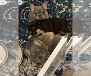 French Bulldog Puppy for sale in FORT LAUDERDALE, FL, USA