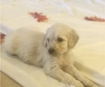 Small Photo #35 Goldendoodle Puppy For Sale in N HIGHLANDS, CA, USA