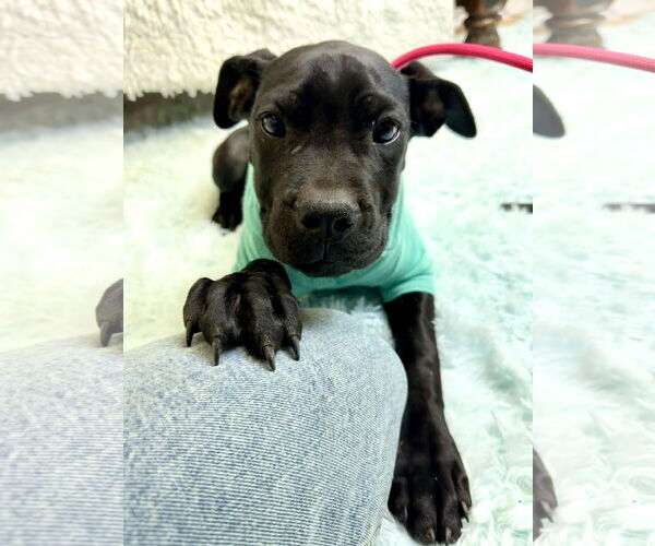 Medium Photo #4 Mutt Puppy For Sale in Goodyear, AZ, USA