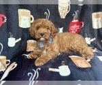 Small #1 Cavapoo