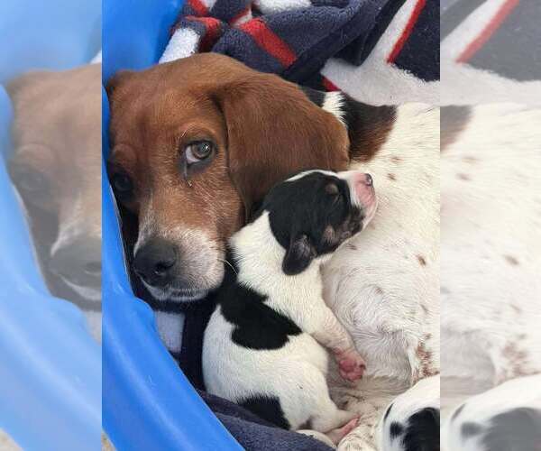 Medium Photo #11 Beagle Puppy For Sale in New York, NY, USA