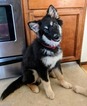 Small Photo #1 Alaskan Malamute-King Shepherd Mix Puppy For Sale in GRASS VALLEY, CA, USA